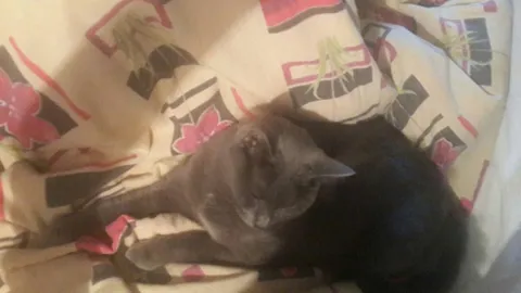 Котики обнимаются во сне