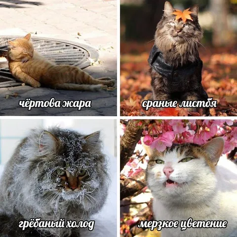Коты и времена года