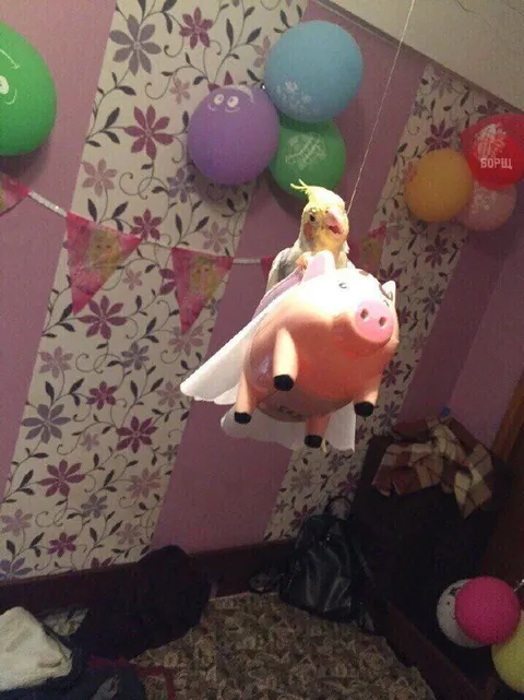 Попугай на игрушечной свинье