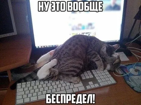 Кот беспределит на клавиатуре