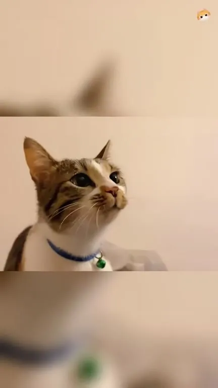 Кот внимательно мяукает