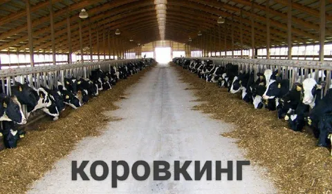 Короворкинг в коровнике