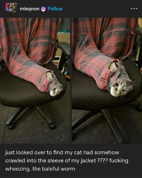 Cat Crawled Into Jacket Sleeve