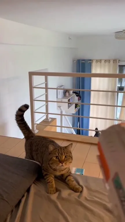 Кот охотится на жёлтый шарик