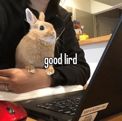 Good Lird Rabbit