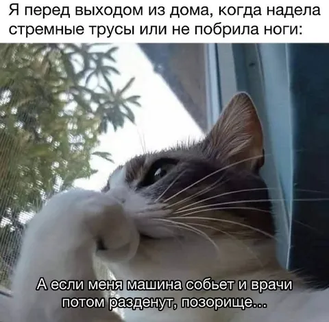 Кот боится выйти из дома