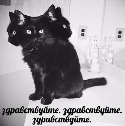 Трижды здравствуйте