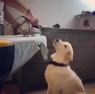 Щенок гладит взглядом утюг