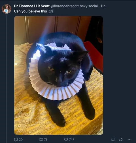 Cat Wearing a Paper Collar