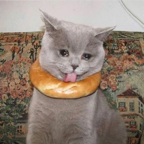 Кот с бубликом на шее