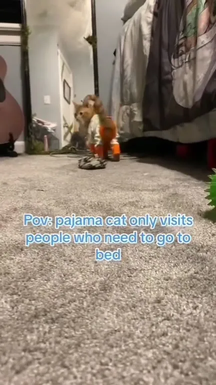Pajama Cat Comes to Bed