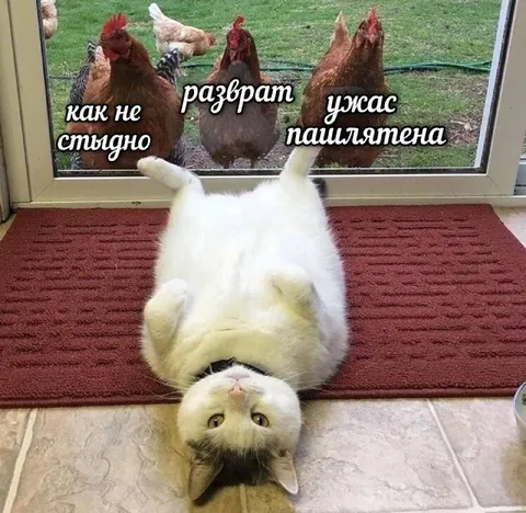 Курицы осуждают кота
