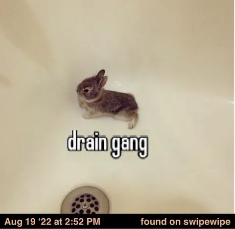 Drain Gang Rabbit