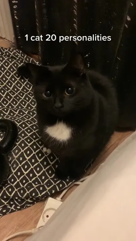 One Cat, Twenty Personalities