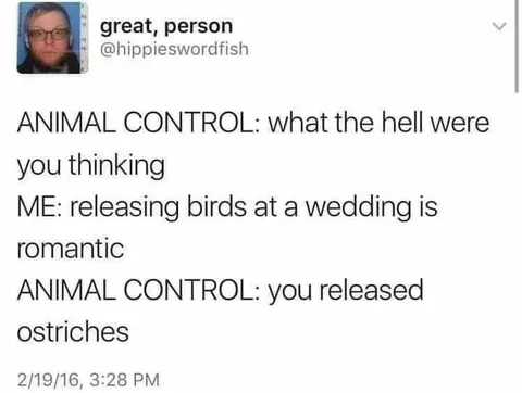 Releasing Ostriches at a Wedding