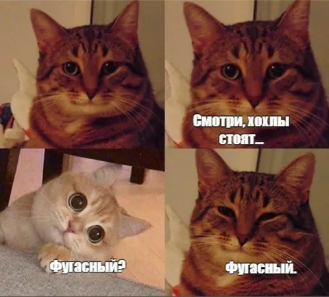 Коты и фугасный кохол