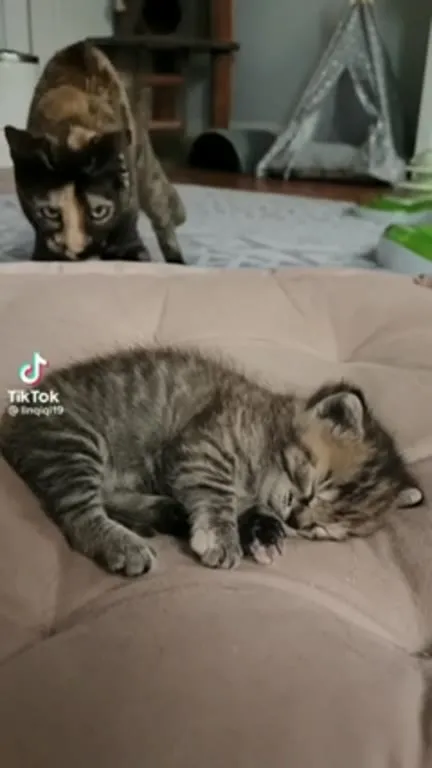 Котёнок и слишком заботливая кошка