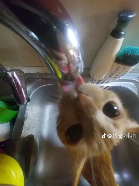 Кот лижет кран