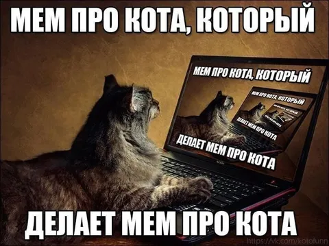 Кот делает мем про кота