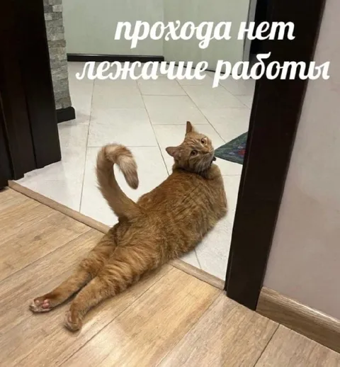 Кот перекрыл проход на работу