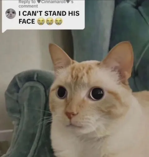 I Can't Stand His Face Cat