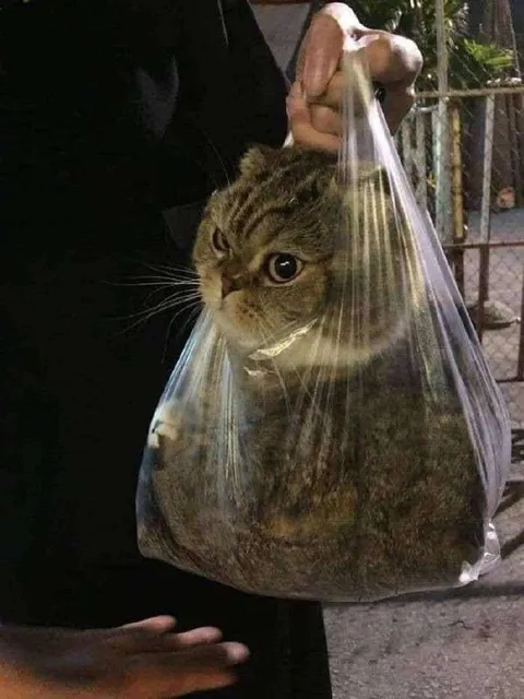 Кот в пакете