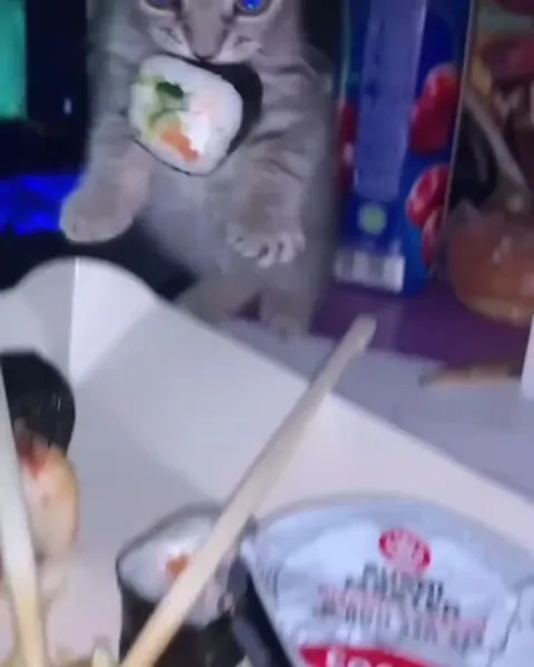 Кот украл суши