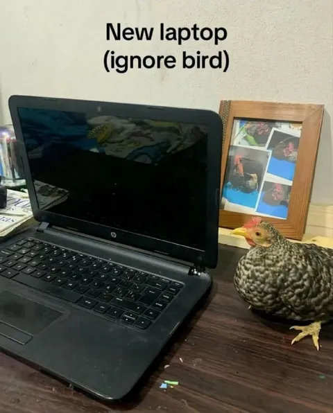 New Laptop Ignore Bird