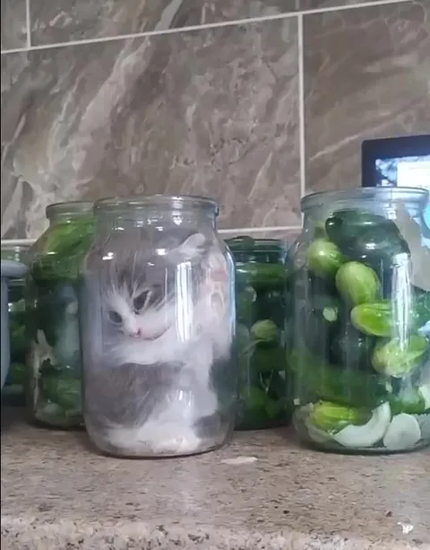 Котёнок в банке с огурцами