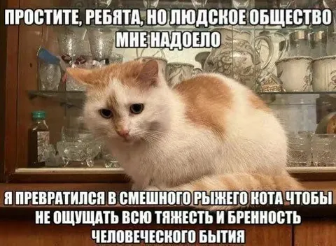 Рыжий кот устал от людей