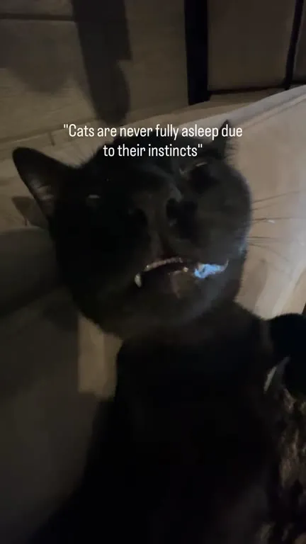 Cats Are Never Fully Asleep