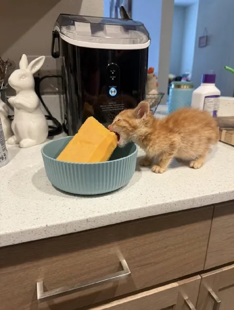 Котёнок пытается съесть сыр