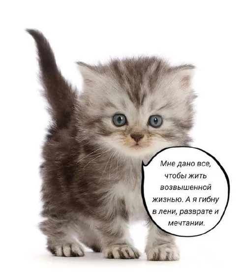 Котёнок в лени и мечтании