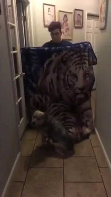 Собака разоблачает тигра