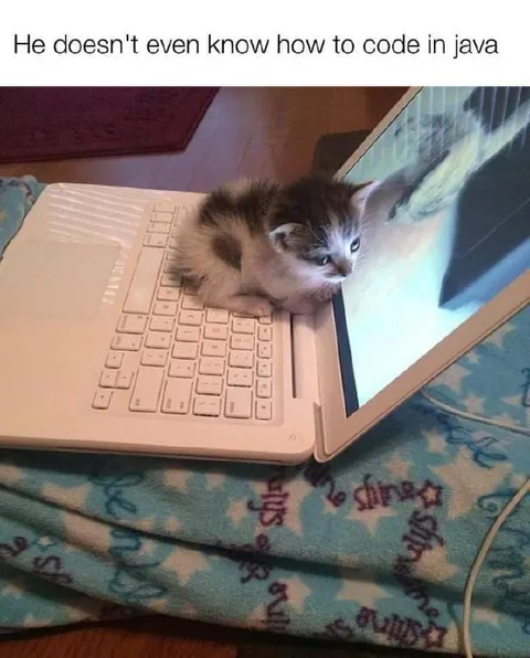 Kitten Coding on a Laptop