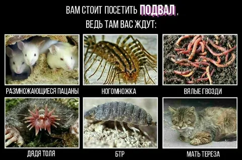 В подвале вас ждут