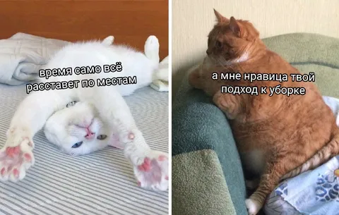 Коты о порядке и хаосе