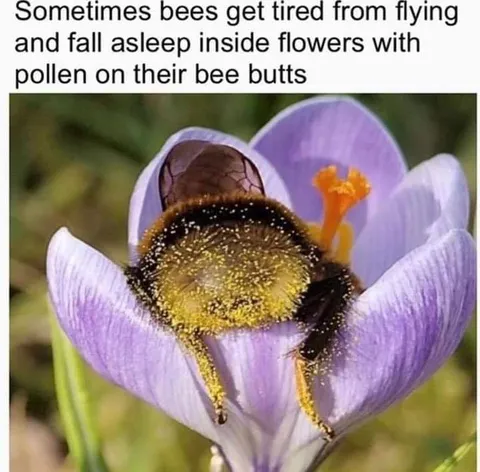 Sleepy Bee Covered in Pollen