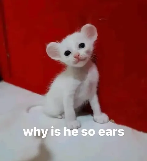 Why Is He So Ears