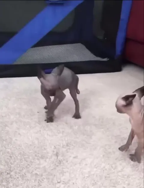 Котята пролезают в щель