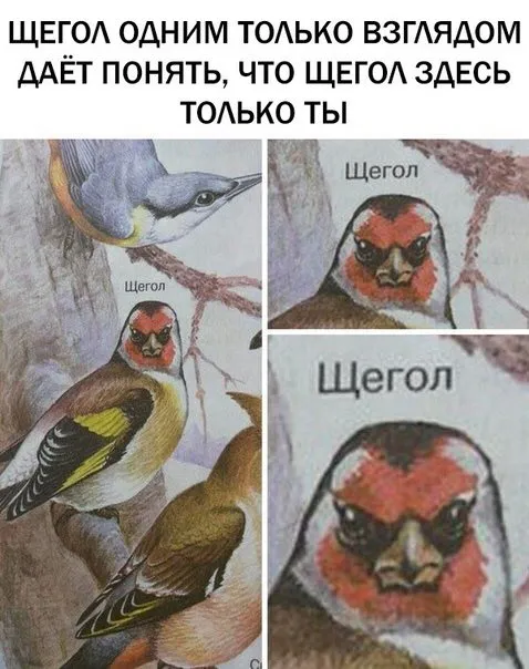 Щегол узнаёт щегла