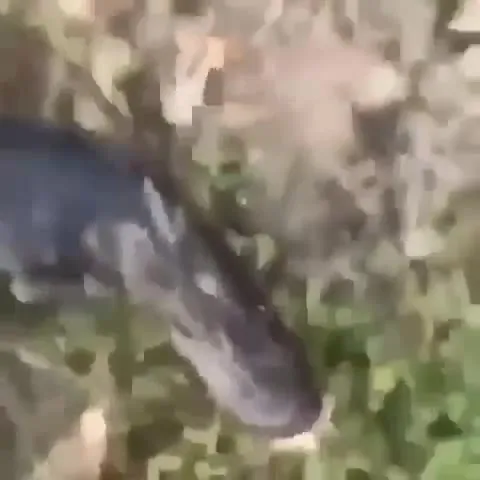 Ящер в родничке