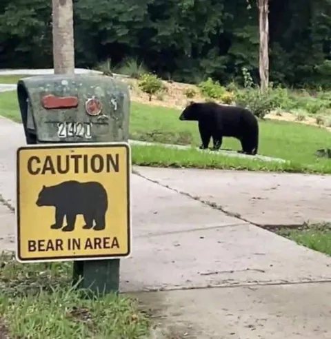 Bear in Area Warning