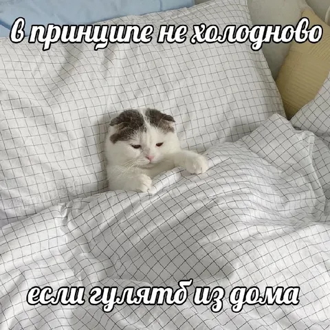 Кот не выходит из дома