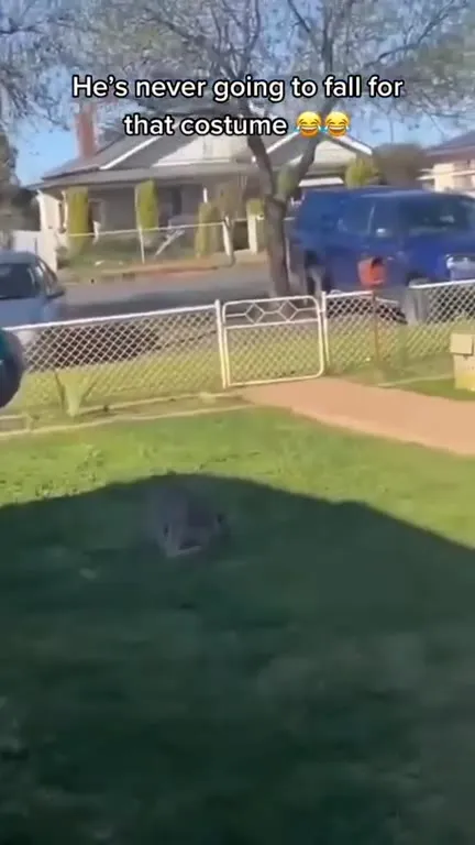 Kangaroo Sees Through the Costume