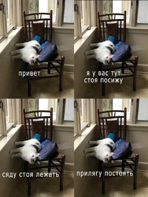 Кот сидит стоя и лежит