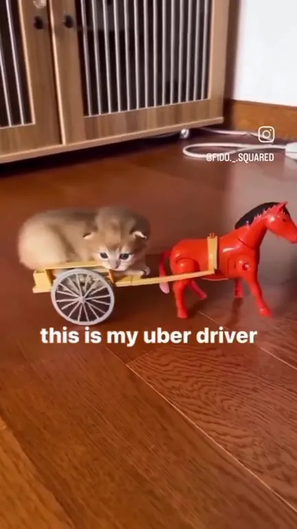 My Uber Driver Is a Cat