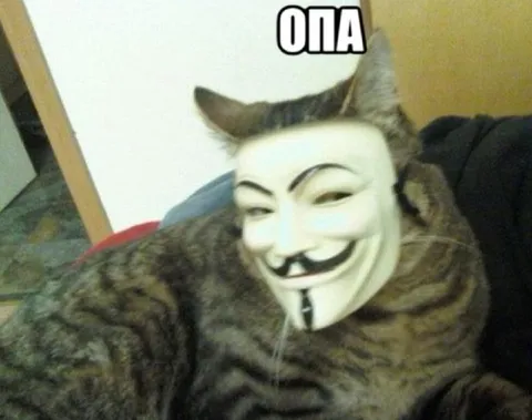Опа, кот в маске