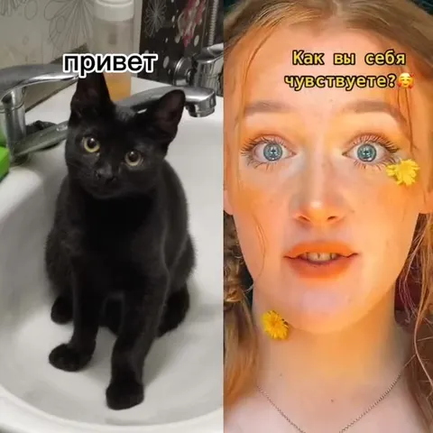 Кот говорит, что всё нормально