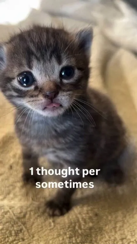 One Thought Per Sometimes Kitten